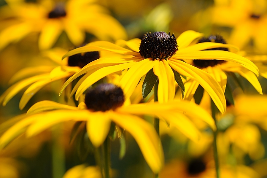 rudbeckie